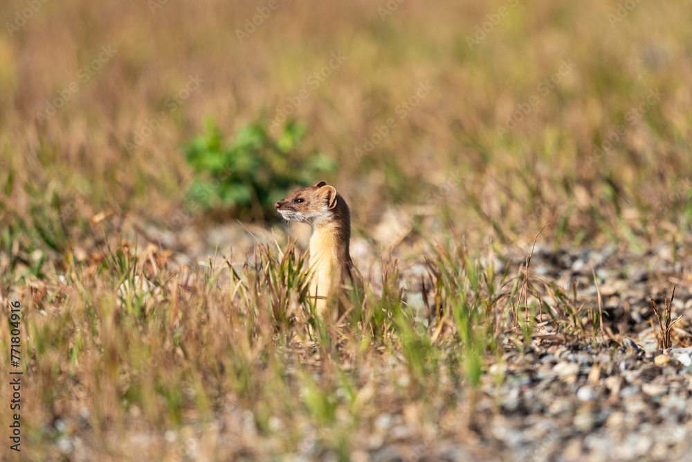 Obraz premium Wild Weasel