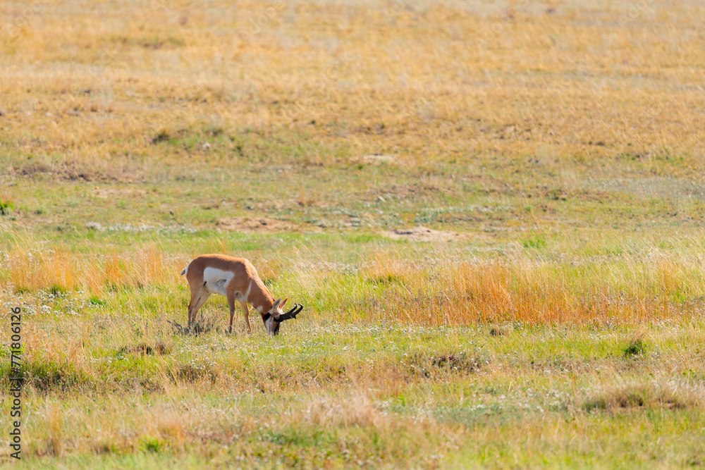 Naklejka premium Wild Pronghorns in the summer in the grasslands of Southern Alberta Canada 
