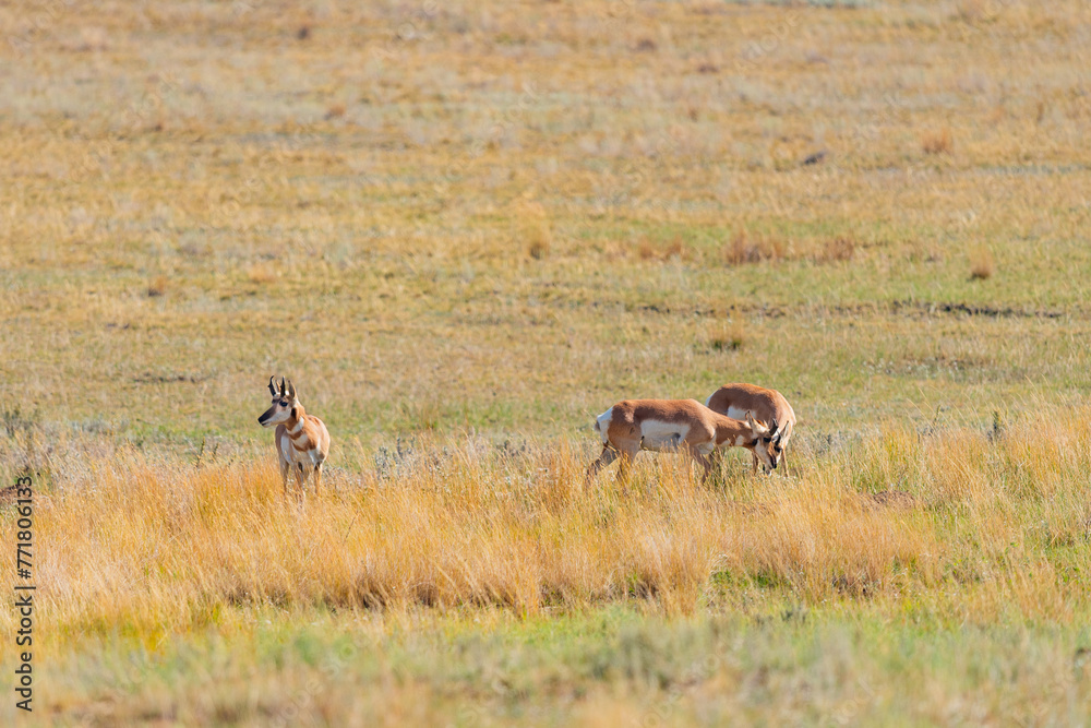 Naklejka premium Wild Pronghorns in the summer in the grasslands of Southern Alberta Canada 