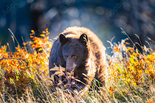 Wild brown coloured Black Bear feeding on berries in autumn Waterton Lakes National Park Alberta Canada