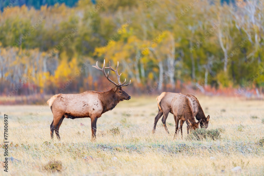 Fototapeta premium Herd of wild Elk in a field in Waterton National Park Alberta Canada during the rutting mating season.