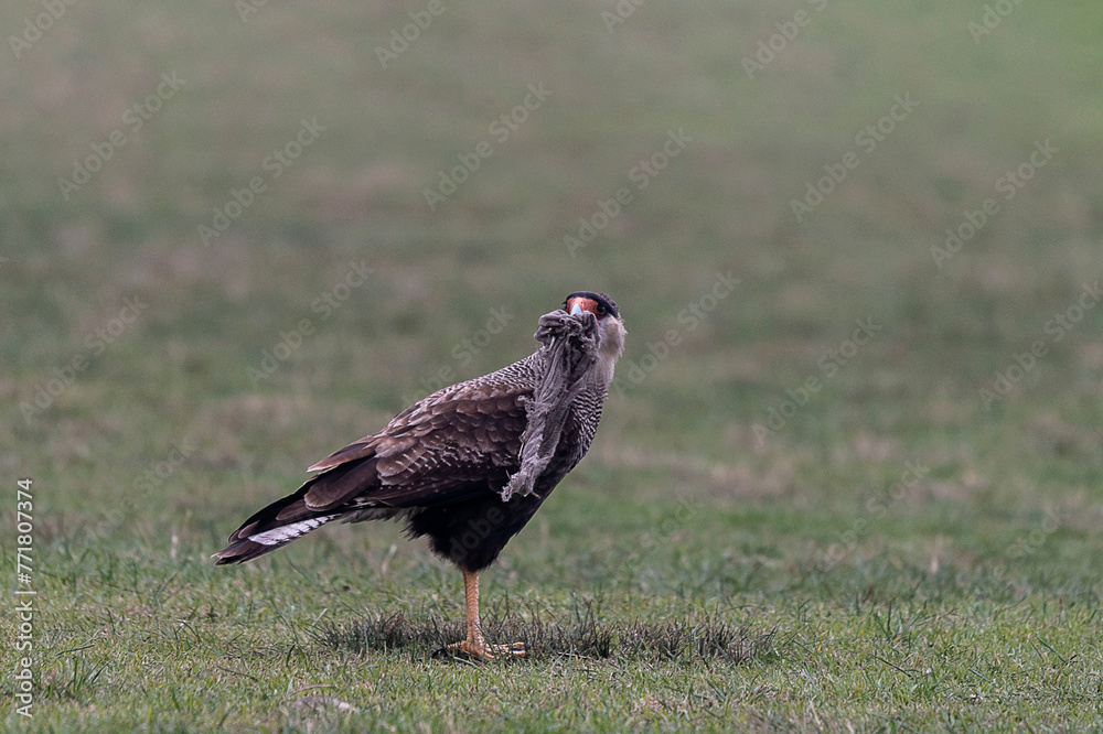 CARANCHOS
¿Qué hacen los caranchos?
Es un ave rapaz y un gran controlador de plagas en la Ciudad. Puede alimentarse de palomas, ratas, sapo
CARANCHOS
¿Qué hacen los caranchos?
Es un ave rapaz y un gran controlador de plagas en la Ciudad. Puede alimentarse de palomas, ratas, sapo