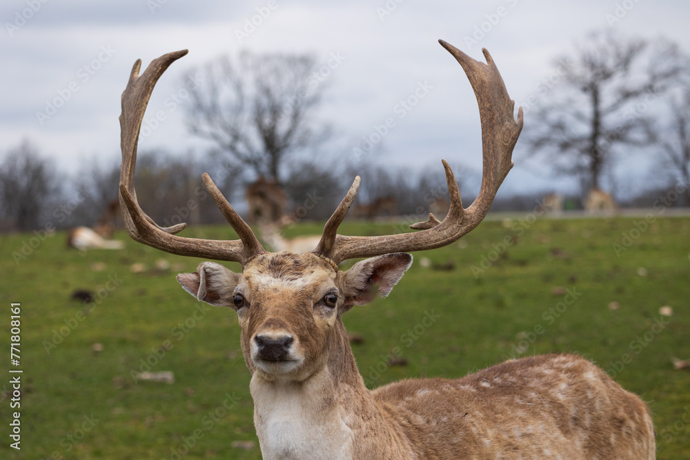 Portrait of an elk buck Portrait of an elk buck