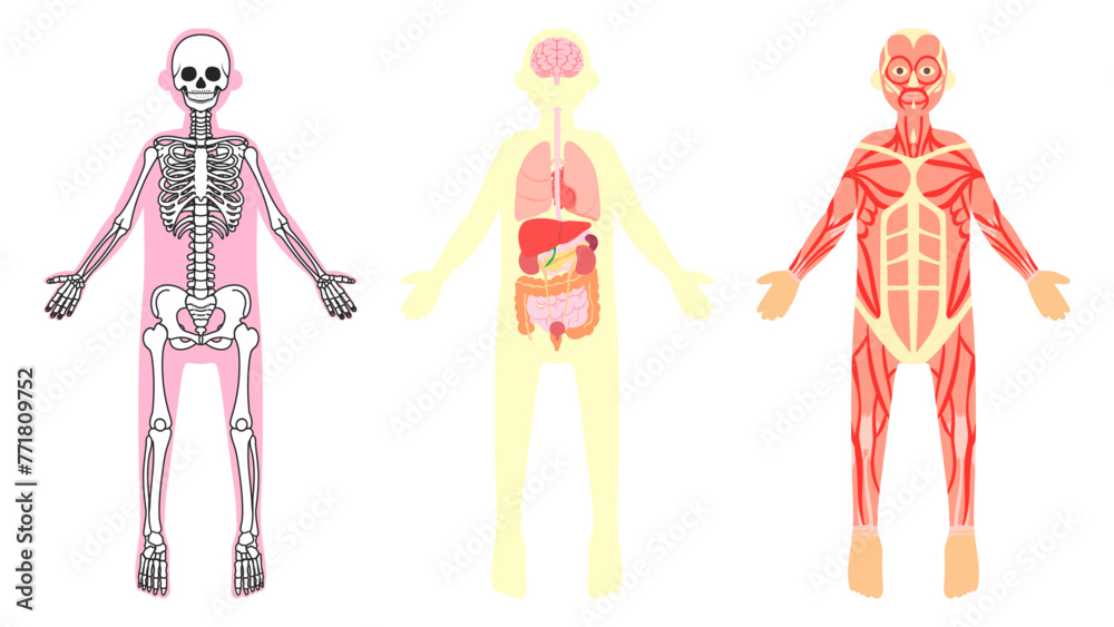 ヒトの骨格、内臓、筋肉。フラットなベクターイラストセット。
Human skeleton, internal organs and muscles. Flat vector illustration set.