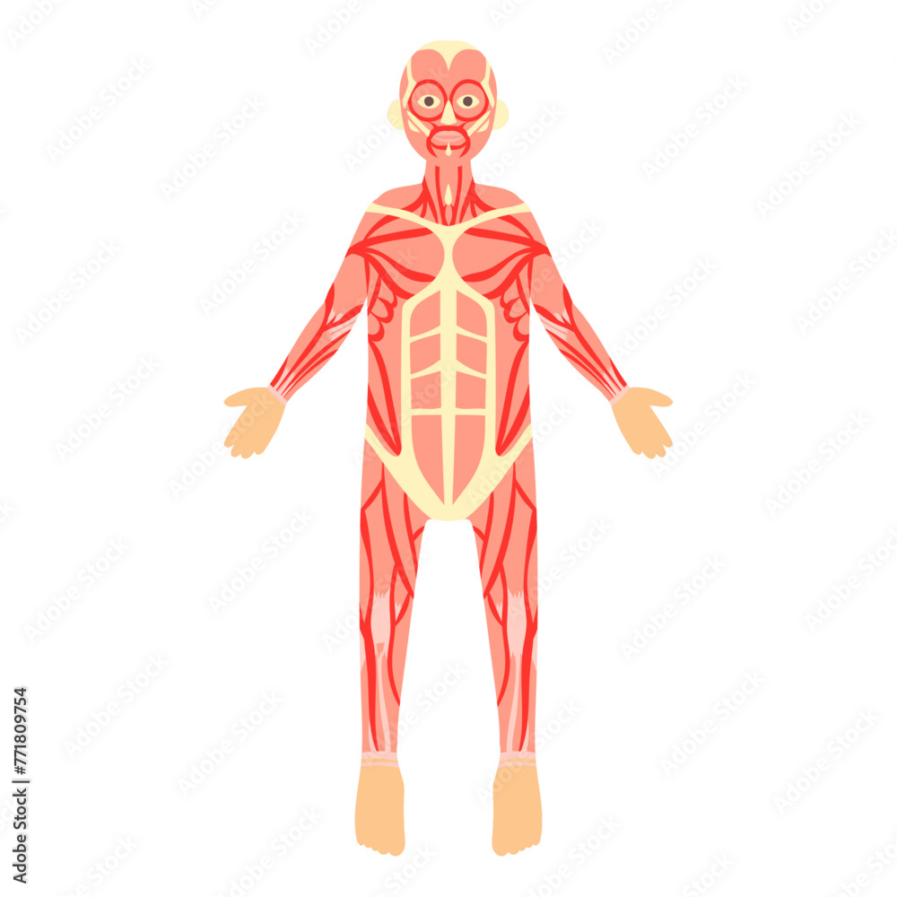 全身の筋肉(正面)。フラットなベクターイラスト。
Muscles of the whole body (front). Flat vector illustration. 全身の筋肉(正面)。フラットなベクターイラスト。
Muscles of the whole body (front). Flat vector illustration.
