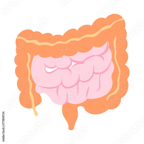 小腸と大腸。フラットなベクターイラスト。
Small intestine and large intestine. Flat vector illustration.