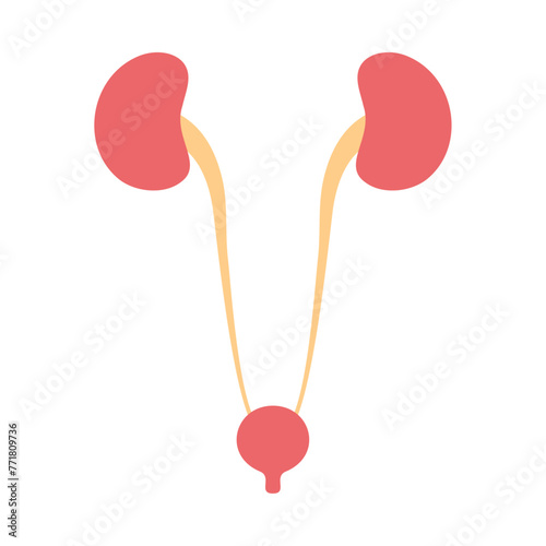 腎臓と膀胱。フラットなベクターイラスト。
Kidney and bladder. Flat vector illustration.
