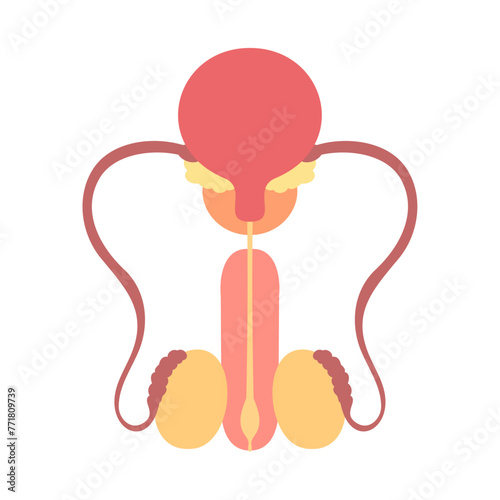 精巣。フラットなベクターイラスト。
The testicles. Flat vector illustration.