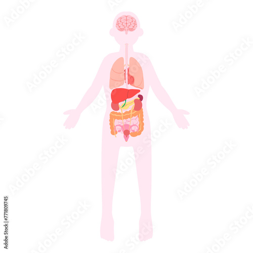 女性の内臓。フラットなベクターイラスト。
Female internal organs. Flat vector illustration.