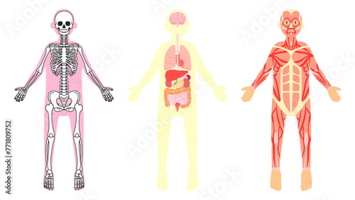 ヒトの骨格、内臓、筋肉。フラットなベクターイラストセット。
Human skeleton, internal organs and muscles. Flat vector illustration set.