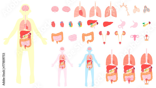 ヒトの内臓。フラットなベクターイラストセット。
Human internal organs. Flat vector illustration set.