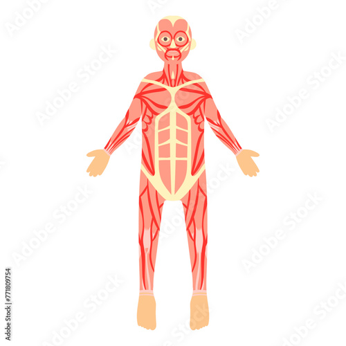 全身の筋肉（正面）。フラットなベクターイラスト。
Muscles of the whole body (front). Flat vector illustration.