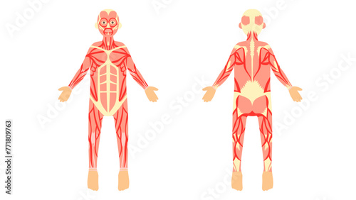 全身の筋肉。フラットなベクターイラストセット。
Muscles of the whole body. Flat vector illustration set.