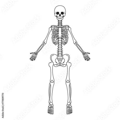 ヒトの骨格。フラットなベクターイラスト。
Human skeleton. Flat vector illustration.