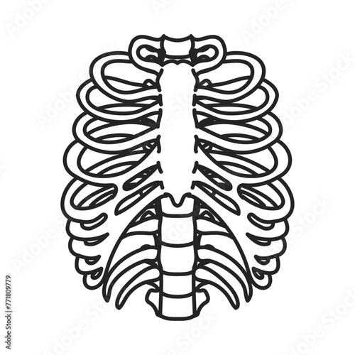 肋骨。フラットなベクターイラスト。
Ribs. Flat vector illustration.