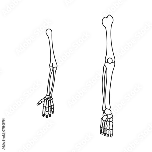 腕と脚の骨格。フラットなベクターイラスト。
The skeleton of the arm and leg. Flat vector illustration.