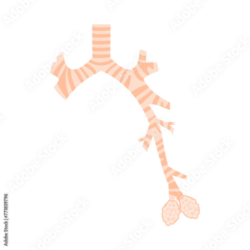 気管支と肺胞。フラットなベクターイラスト。
The bronchi and alveoli. Flat vector illustration.