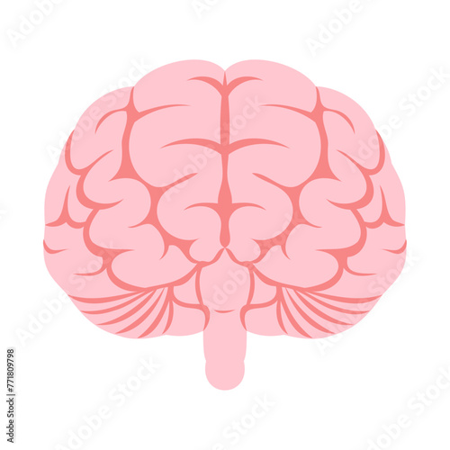 ヒトの脳（正面）。フラットなベクターイラスト。
Human brain (front). Flat vector illustration.
