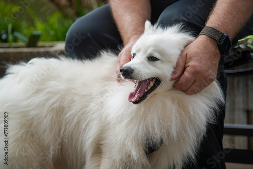 Fototapeta Naklejka Na Ścianę i Meble -  Hund Spitz Japanspitz weiß