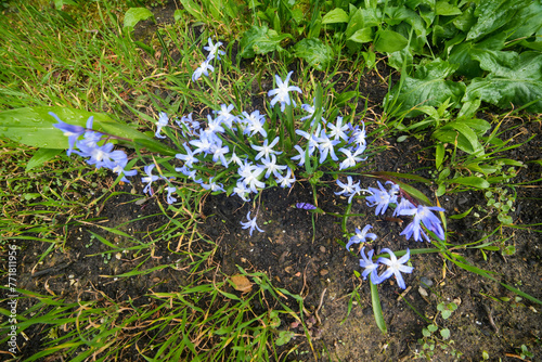 Blausterne Garten