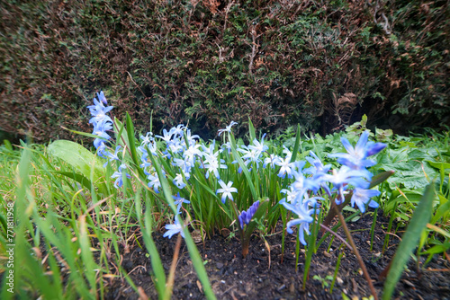 Blausterne im Garten