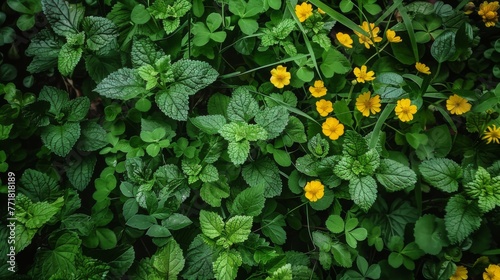 Cluster of Yellow Flowers and Green Leaves
