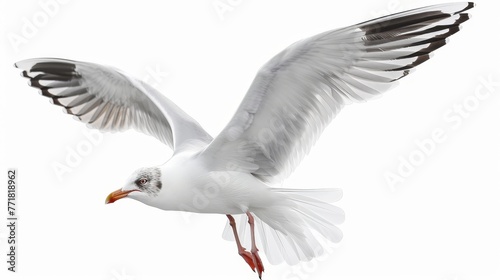 Isolated seagull flying on white © Zaleman