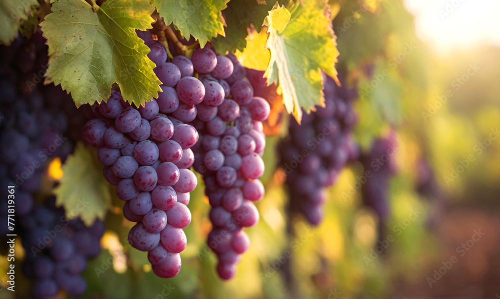 Obraz premium Closeup of blue grapes growing in the vineyard