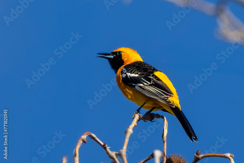 Фотография A hooded oriole bird perched on top of a tree.