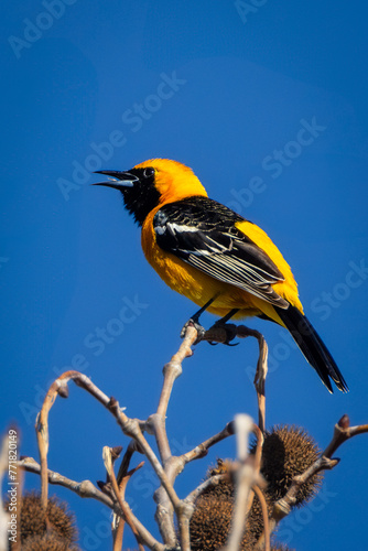 Εκτύπωση καμβά A hooded oriole bird perched on top of a tree.