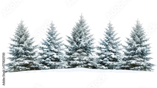 On a snowy white background, a group of frosty spruce trees are illuminated by the sun