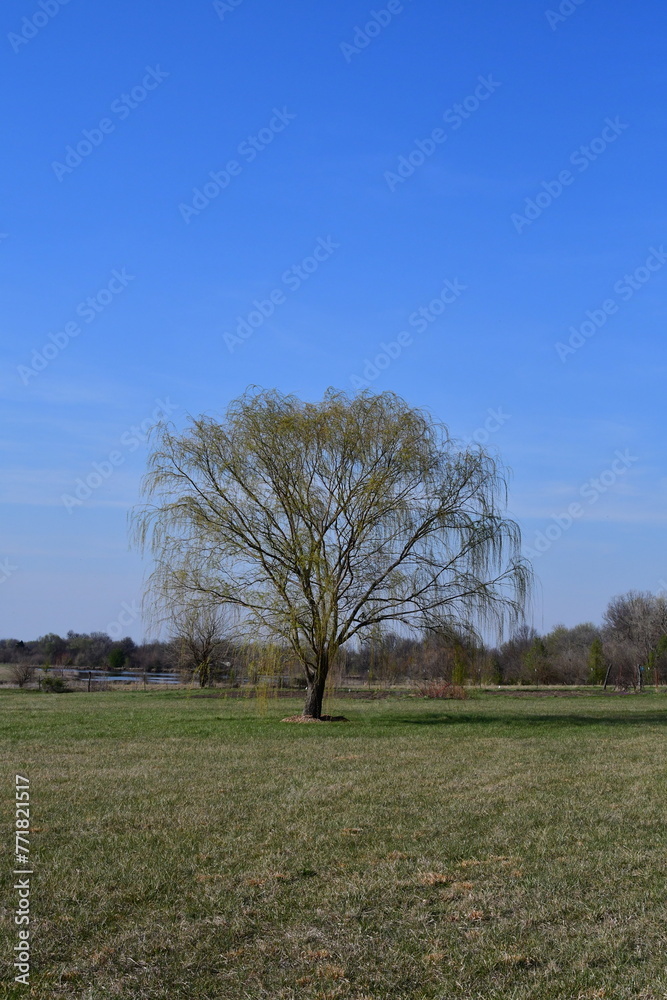 Obraz premium Weeping Willow Tree in a Field