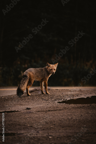 Wild Fox in the Patagonia, Argentina.