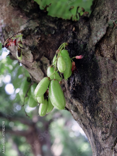 Green bellimbi, belimbing wuluh on the tree photo