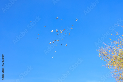 A flock of birds flying in the sky above a tree