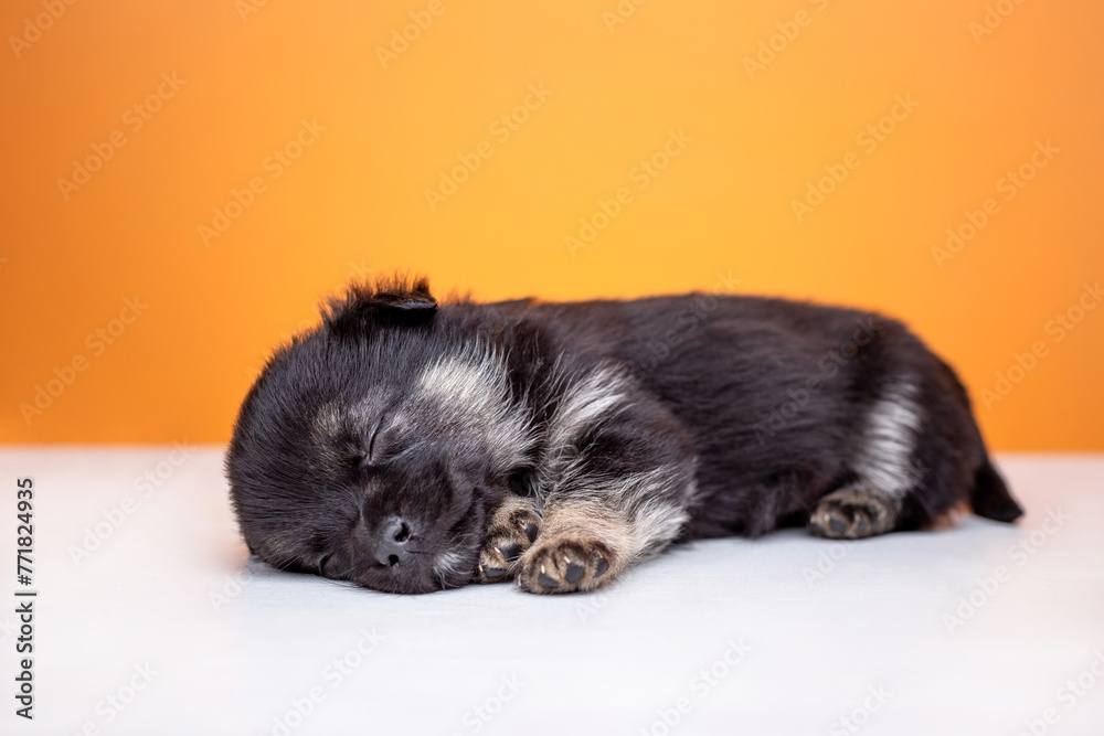 Small black furry puppy sleeping on a yellow background. Sleeping puppy. Small black furry puppy sleeping on a yellow background. Sleeping puppy.