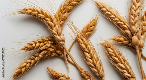 "Golden Grains: Wheat Against a Pure White 