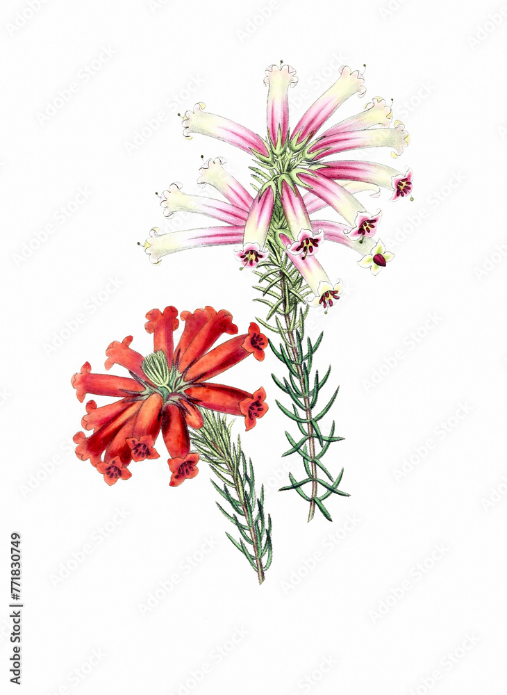 Obraz premium Flower illustration on a white background
