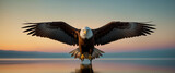 Eagle flies with spread wings and hunts prey against sky and sea background at sunset
