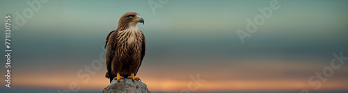A beautiful confident eagle sits on the background of the sky and the sea at sunset. Copy space for advertising text