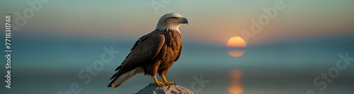 A beautiful confident eagle sits on the background of the sky and the sea at sunset. Copy space for advertising text