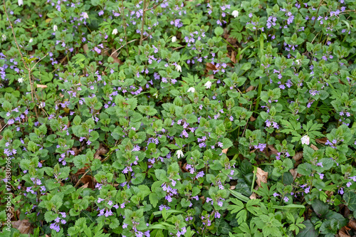 Ground Ivy growing on forest ground. Glechoma hederacea. A plant with green leaves and purple flowers.