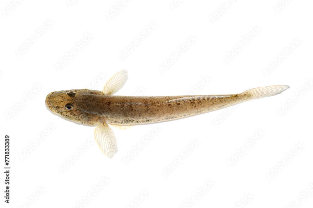 Naklejka premium マハゼ 釣りの魚 白バック