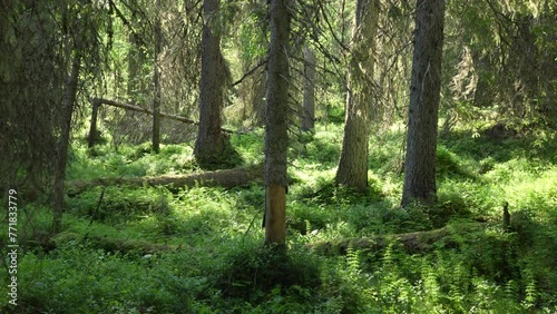 An old-growth Spruce forest in Valtavaara protected area during a sunny summer day near Kuusamo, Northern Finland	 photo