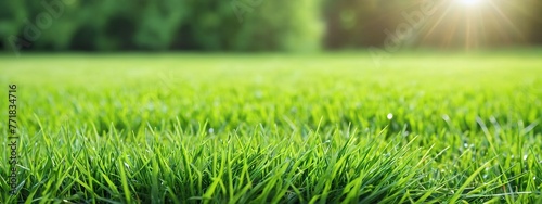 Green lawn with fresh grass outdoors. Nature spring grass background texture  blurred background with copy space. Landscaping of a parking area.