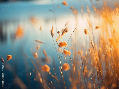 Detailed yellow-orange flowering grass blurs against a blue lake, creating an abstract effect.