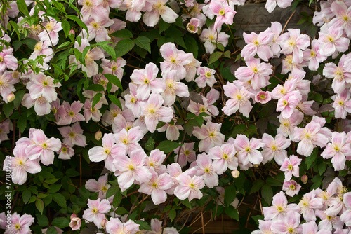 blooming clematis climbing plant