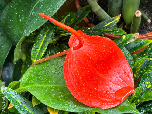 Red flower Anthurium (lat.- Anthurium Scherzerianum Lindsey) in the greenhouse photo