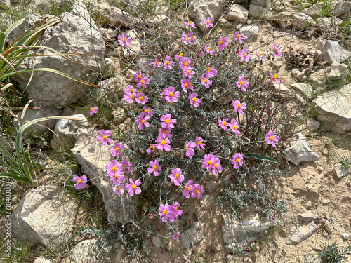 Beautiful blossom Pink Sun-rose (lat.- Helianthemum vesicarium) photo