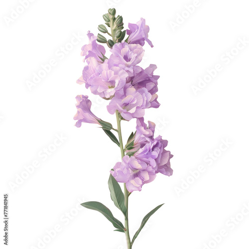 a close up of a purple flower on a transparent background